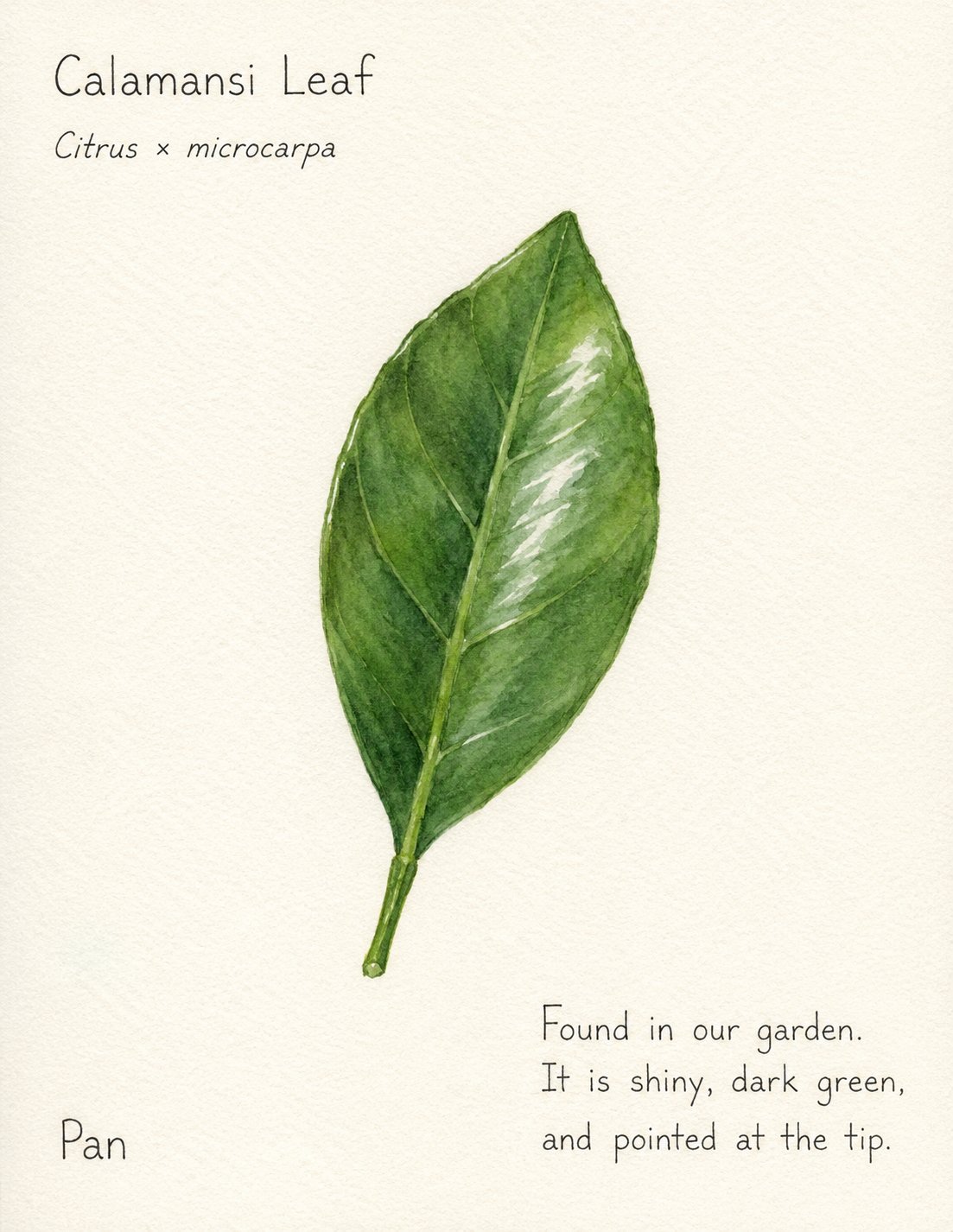 Example nature notebook page: a watercolour of a calamansi leaf labelled with common name, scientific name, and a short observation