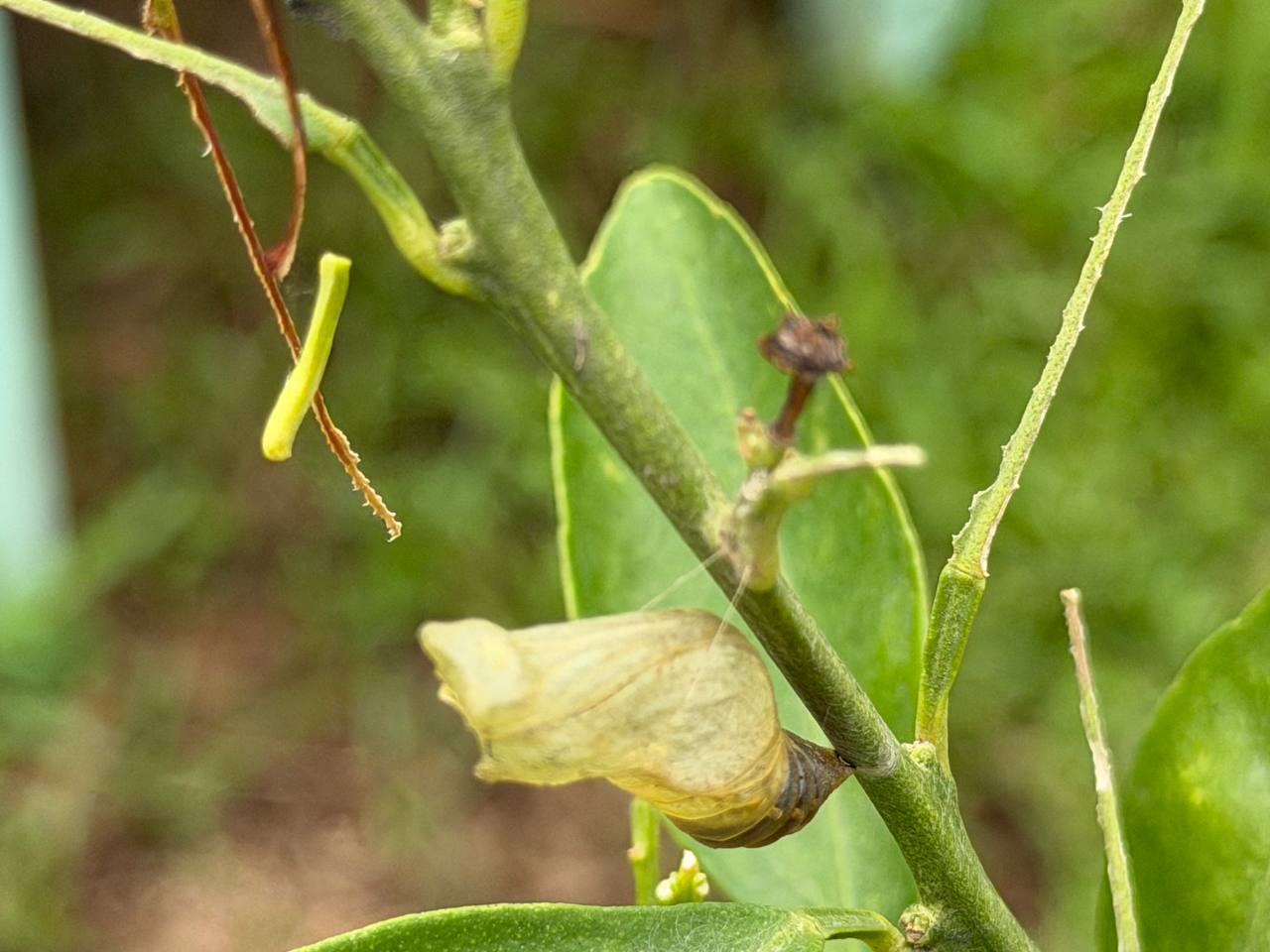 An empty, translucent swallowtail chrysalis case attached to a citrus stem