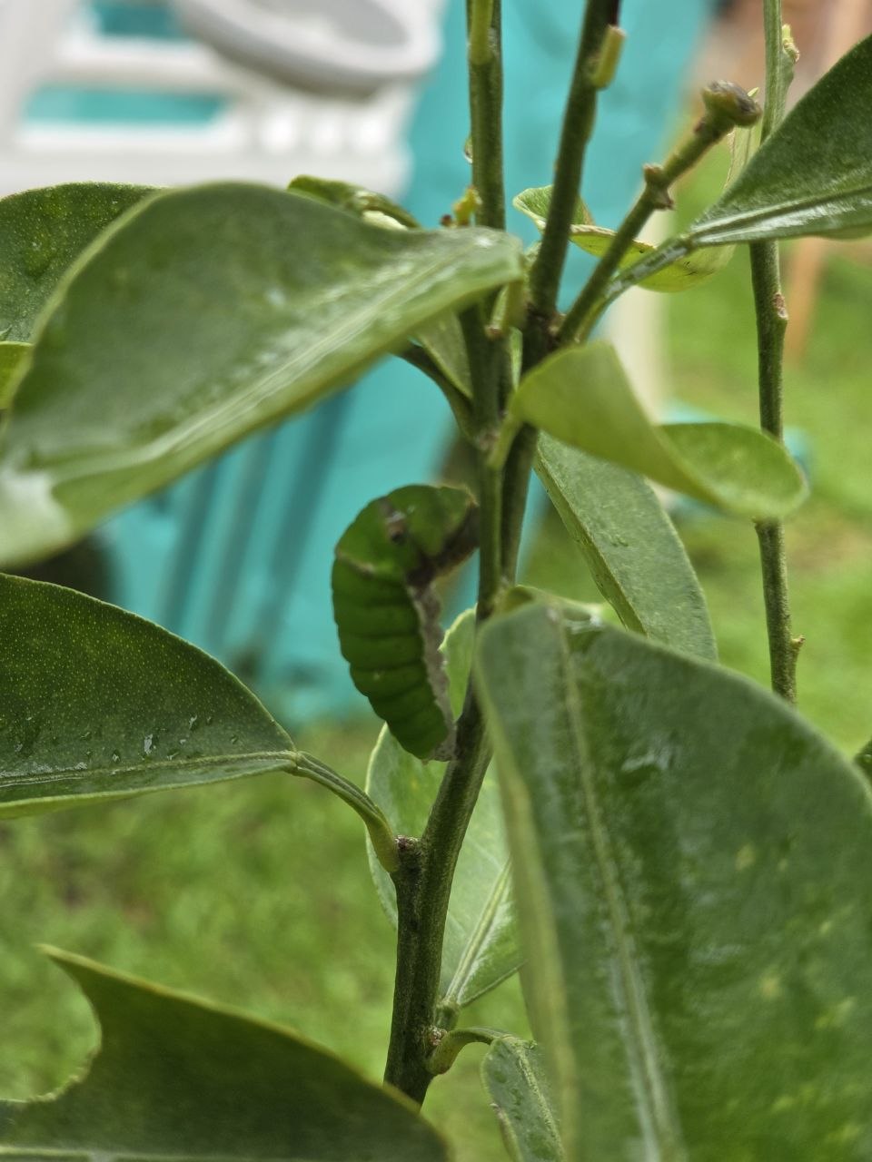 A green final-instar lime swallowtail caterpillar resting along a citrus stem