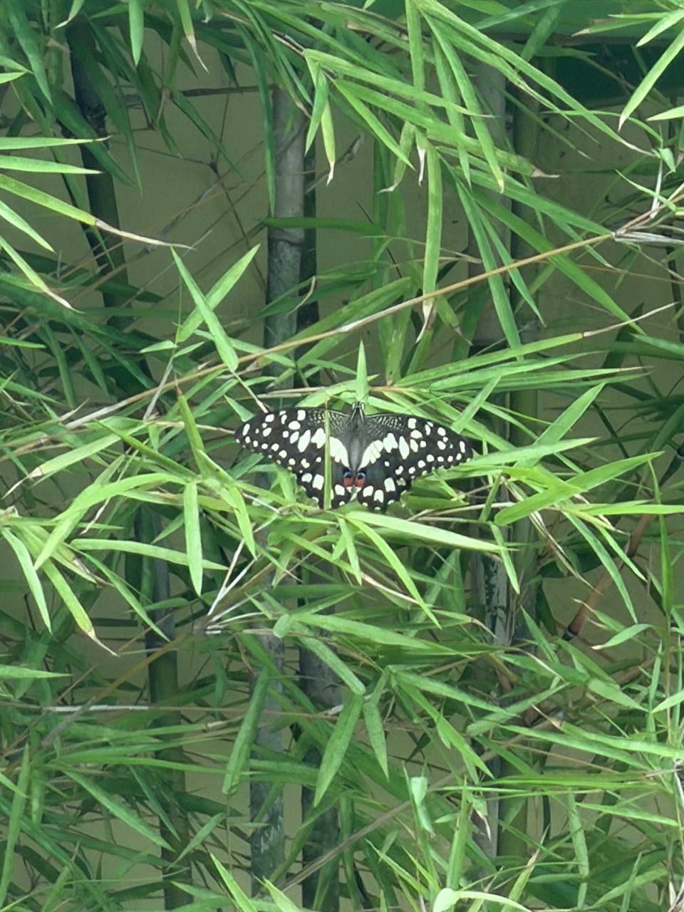 An adult lime swallowtail butterfly with black and white wings resting on bamboo leaves