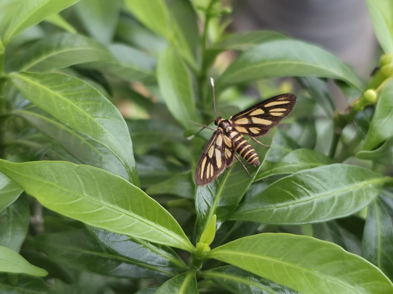 Hübner's wasp moth, a day-flying moth with yellow markings and partly transparent wings, on a leaf