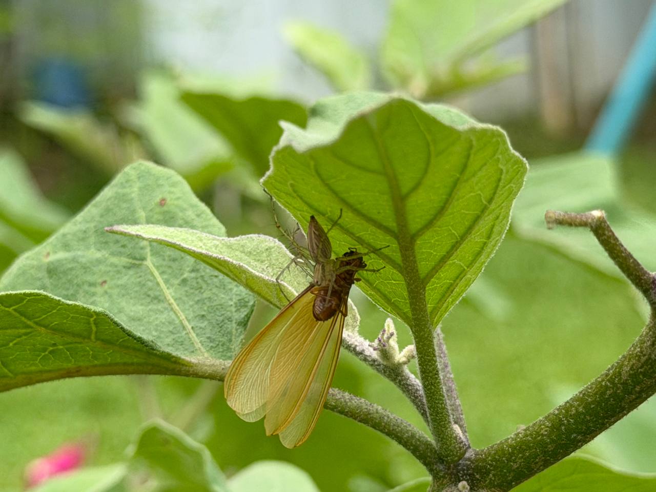 A green lynx spider gripping a captured winged insect on an eggplant leaf