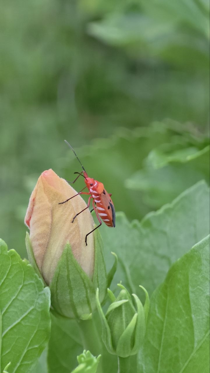 A red cotton stainer bug with white stripes and black wing tips on a gumamela hibiscus bud