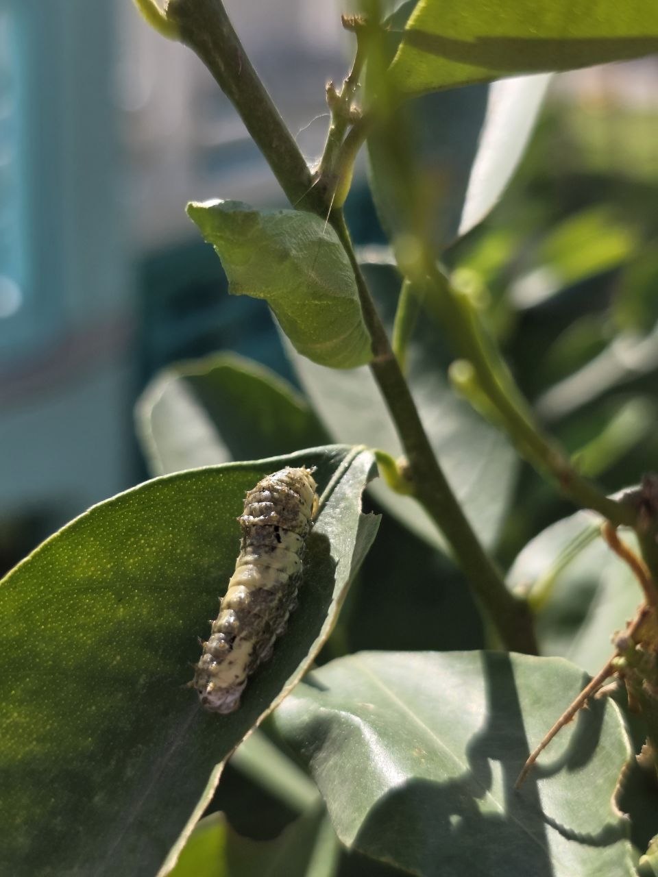 An early-instar swallowtail caterpillar disguised as a bird dropping on a citrus leaf
