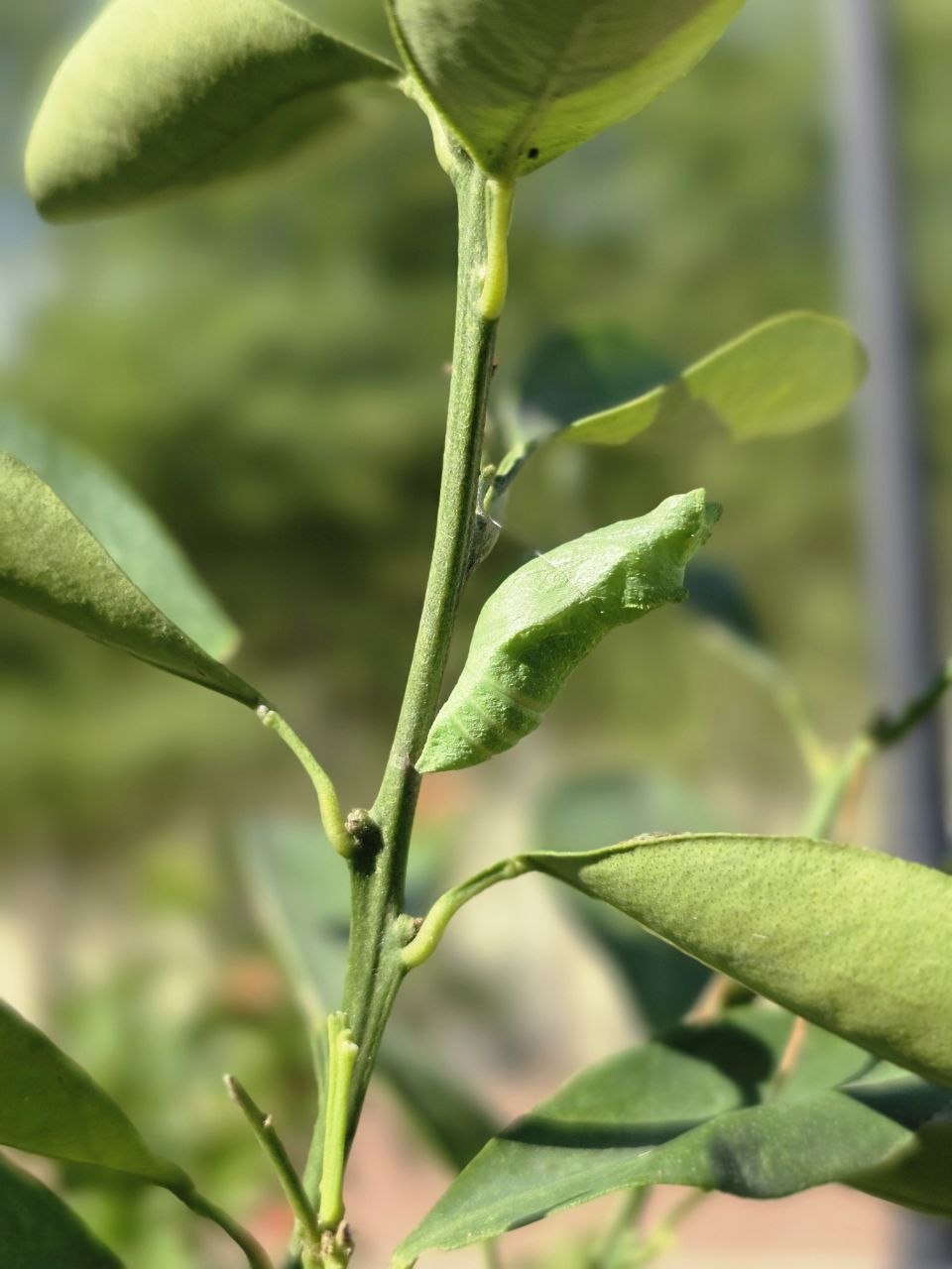 A green swallowtail chrysalis fastened to a citrus stem, shaped and coloured like a leaf