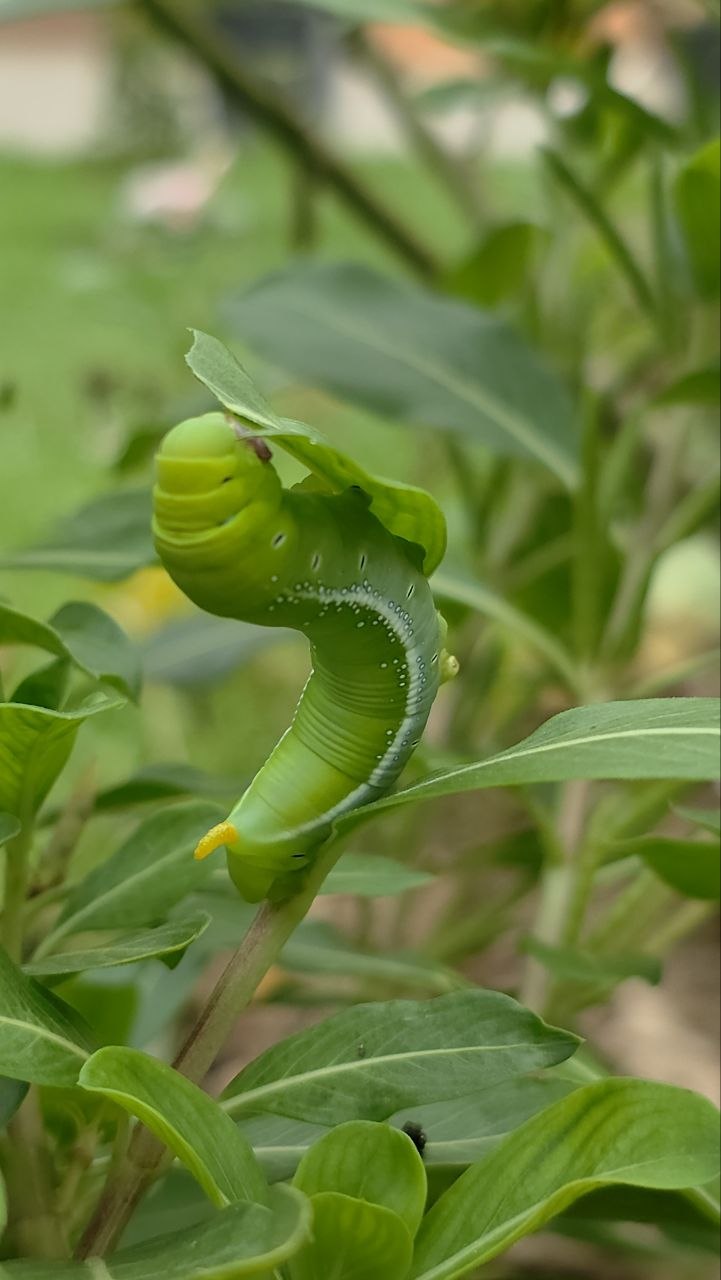 A hawk-moth caterpillar found in our garden